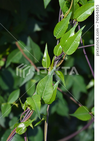 Silkvine Silkvine 74664865