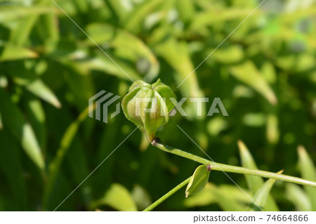 Henrys lily Henrys lily 74664866