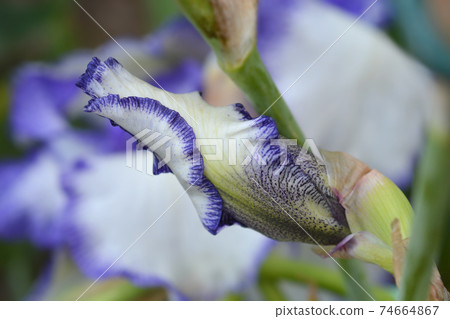Tall bearded iris Blue Staccato Tall bearded iris Blue Staccato 74664867