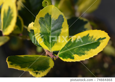 Holly Golden King 74664868