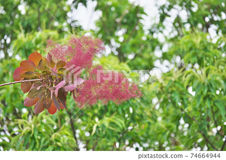 煙樹上的葉子和花朵 煙樹上的葉子和花朵 74664944