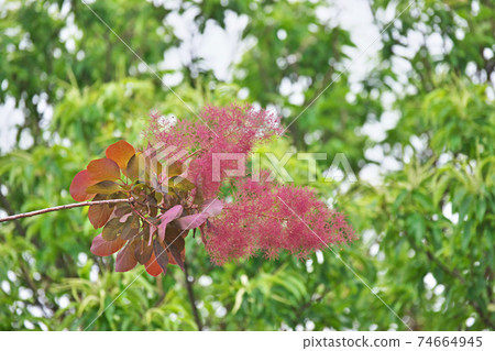 煙樹上的葉子和花朵 煙樹上的葉子和花朵 74664945