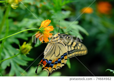 Swallowtail蝴蝶和波斯菊 74664982