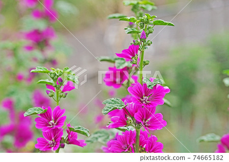 紅色百日菊屬花 紅色百日菊屬花 74665182