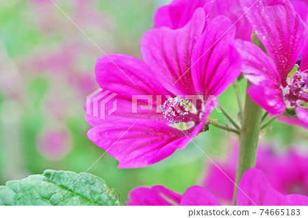 Red zinnia flower 74665183
