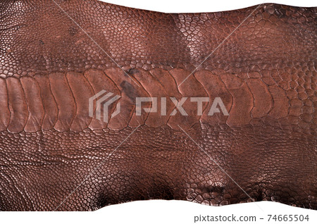 Ostrich leg leather brown isolated on a white background Ostrich leg leather brown isolated on a white background 74665504