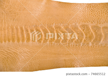 Ostrich leg leather beige isolated on a white background Ostrich leg leather beige isolated on a white background 74665512