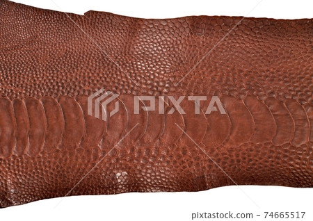 Ostrich leg leather brown isolated on a white background Ostrich leg leather brown isolated on a white background 74665517