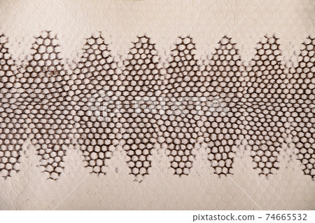 Natural snake skin is used for luxury clothes and accessories Natural snake skin is used for luxury clothes and accessories 74665532