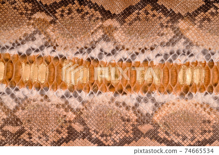 Natural snake skin is used for luxury clothes and accessories Natural snake skin is used for luxury clothes and accessories 74665534