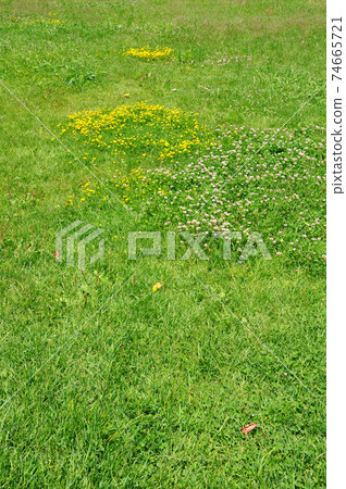 Green grass nature background, natural texture of plant in close-up 74665721