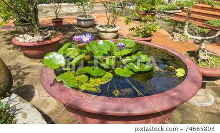 Lotus flower floating in the Gogyozan water bowl in Vietnam 74665803