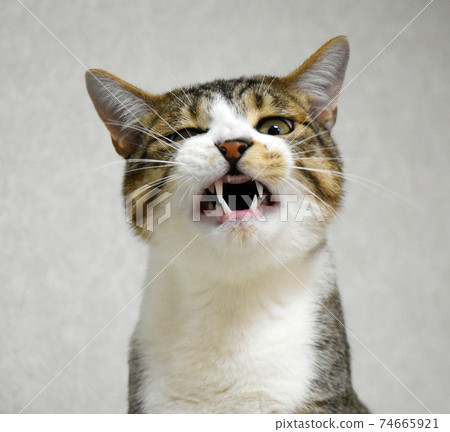 一隻7個月大的Sabatra小貓重生為恆牙 一隻7個月大的Sabatra小貓重生為恆牙 74665921