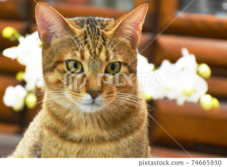 6個月大的Kijitora在蝴蝶蘭花前 74665930