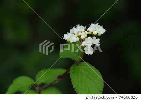 Cute Kobanogamazumi flower Cute Kobanogamazumi flower 74666026