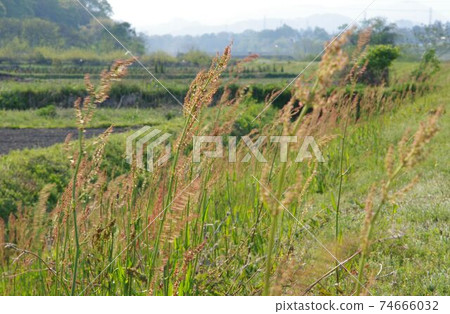 Sorrel fluttering in the wind Sorrel fluttering in the wind 74666032