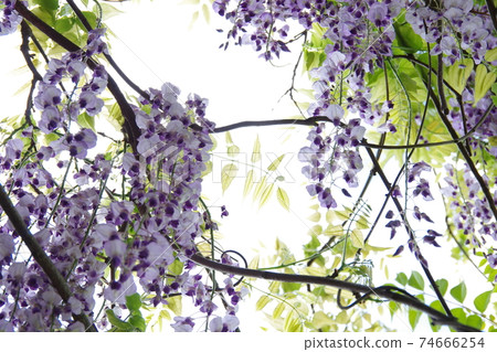 紫藤花透明對太陽 74666254