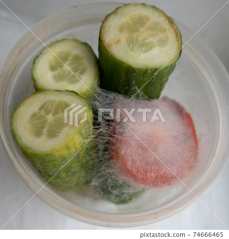 mold cucumbers and tomatoes in a plastic container mold cucumbers and tomatoes in a plastic container 74666465