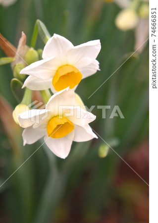 兩輪水仙花 兩輪水仙花 74666851