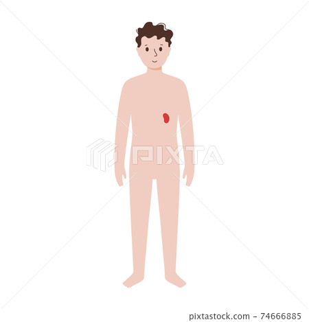 Internal organs in male body Internal organs in male body 74666885