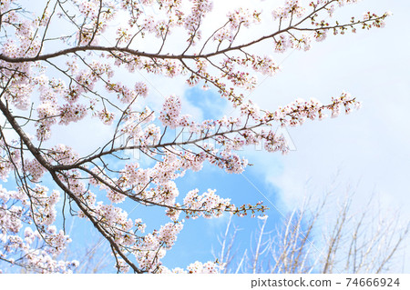 Cherry trees and sky in full bloom Cherry trees and sky in full bloom 74666924