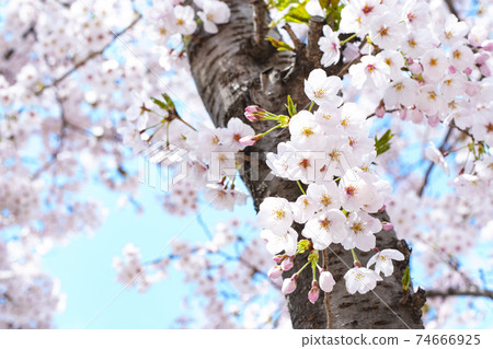 Cherry trees and sky in full bloom Cherry trees and sky in full bloom 74666925