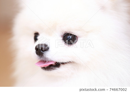 Male Pomeranian face up 74667002