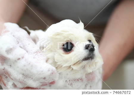 A man who shampoos his dog Pomeranian in the bathroom to keep it clean 74667072