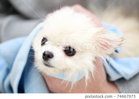 一個男人在給他的狗博美犬洗頭後用毛巾擦水 一個男人在給他的狗博美犬洗頭後用毛巾擦水 74667073