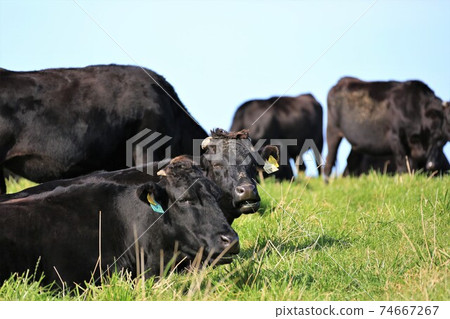 Beef in Soya Hills (Soya Hills, Wakkanai City, Hokkaido) 74667267