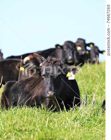 Beef in Soya Hills (Soya Hills, Wakkanai City, Hokkaido) 74667268