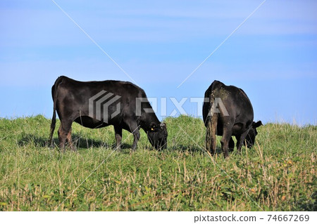 Beef in Soya Hills (Soya Hills, Wakkanai City, Hokkaido) 74667269