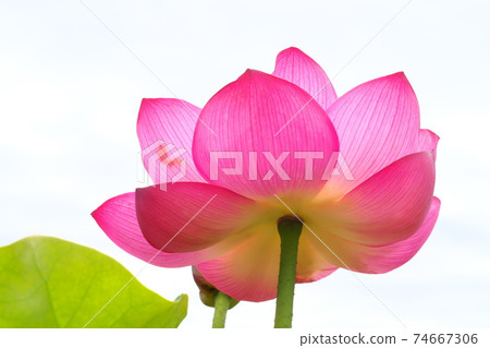 蓮花 74667306