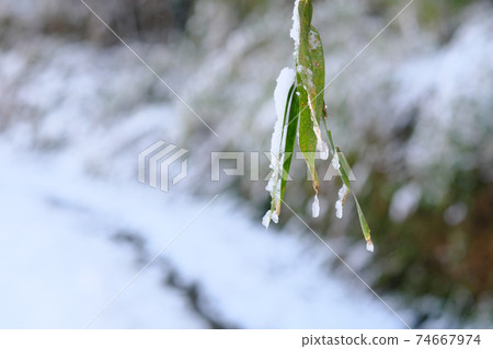 Bamboo leaves and melting snow Bamboo leaves and melting snow 74667974