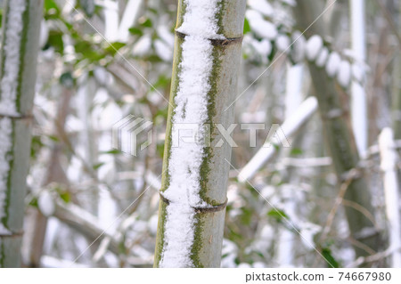 Cold snow remaining on bamboo Cold snow remaining on bamboo 74667980