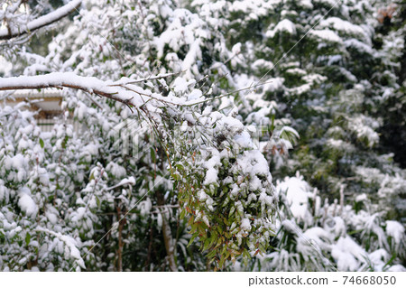 一棵樹上的白雪 一棵樹上的白雪 74668050