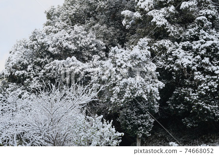 A snow-covered forest A snow-covered forest 74668052