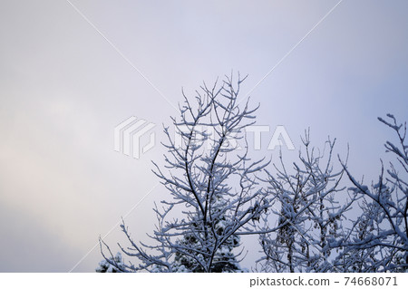 Beautiful branches and snow makeup that grow in the sky 74668071