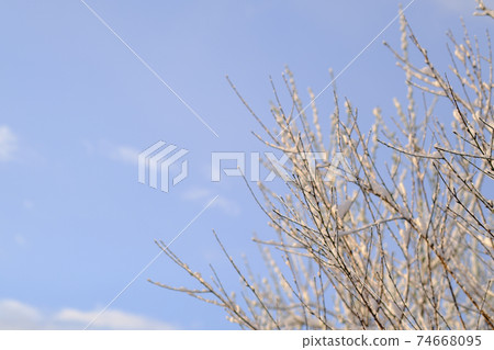 白雪皚皚的樹枝和冬天的天空 白雪皚皚的樹枝和冬天的天空 74668095