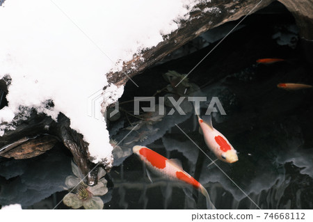 Snowy pond and swimming goldfish Snowy pond and swimming goldfish 74668112