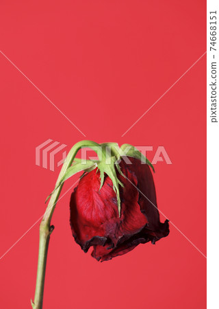 wilted red rose on a red background wilted red rose on a red background 74668151