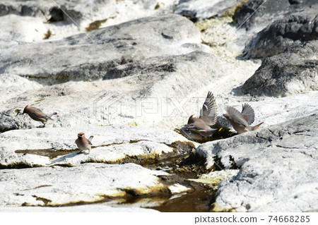 Isuzu River and Japanese waxwing Bohemian waxwing Isuzu River and Japanese waxwing Bohemian waxwing 74668285