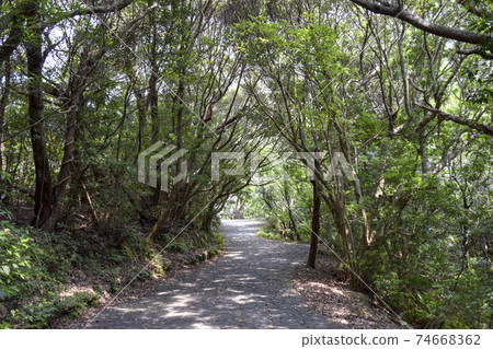 Road to Senpiro Falls on Yakushima 74668362