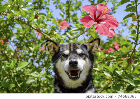 芙蓉和黑芝 74668363