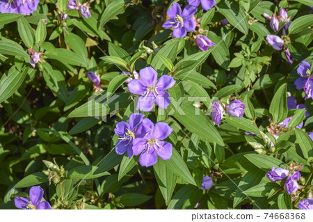 田野牡丹 田野牡丹 74668368