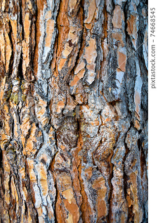 Brown old pine bark texture detail, background bark texture close up Brown old pine bark texture detail, background bark texture close up 74668545