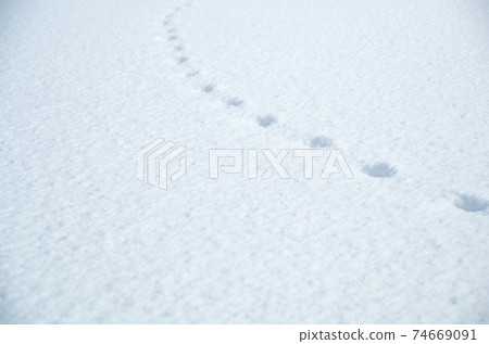 Equally spaced footprints on the white flat surface of fresh snow Equally spaced footprints on the white flat surface of fresh snow 74669091