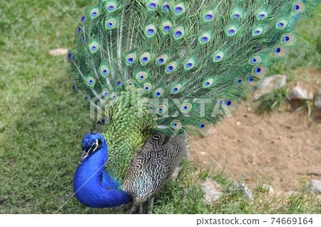 peafowl walks on the green grass. Beautiful peacock 74669164