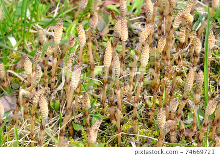 Horsetail Horsetail 74669721