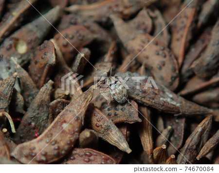 False indigo fruit and false indigo bush 74670084
